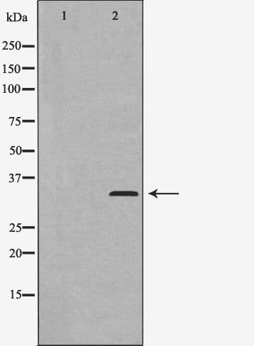 CCNC / Cyclin C Antibody