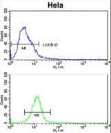 Polyclonal Rabbit anti-Human EPHB3 / EPH Receptor B3 Antibody (WB)