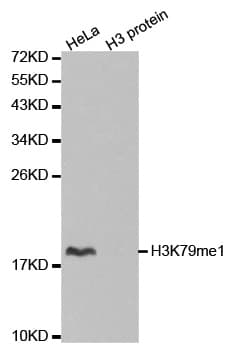 Histone H3 Antibody (Methyl-Lys79)