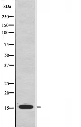RPS12 / Ribosomal Protein S12 Antibody