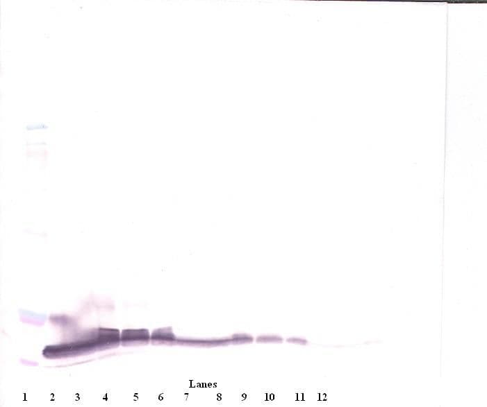 IHC-plus™ BTC / Betacellulin Antibody