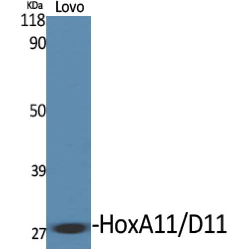 HOXA11+HOXD11 Antibody (190-270 aa, C-terminal)