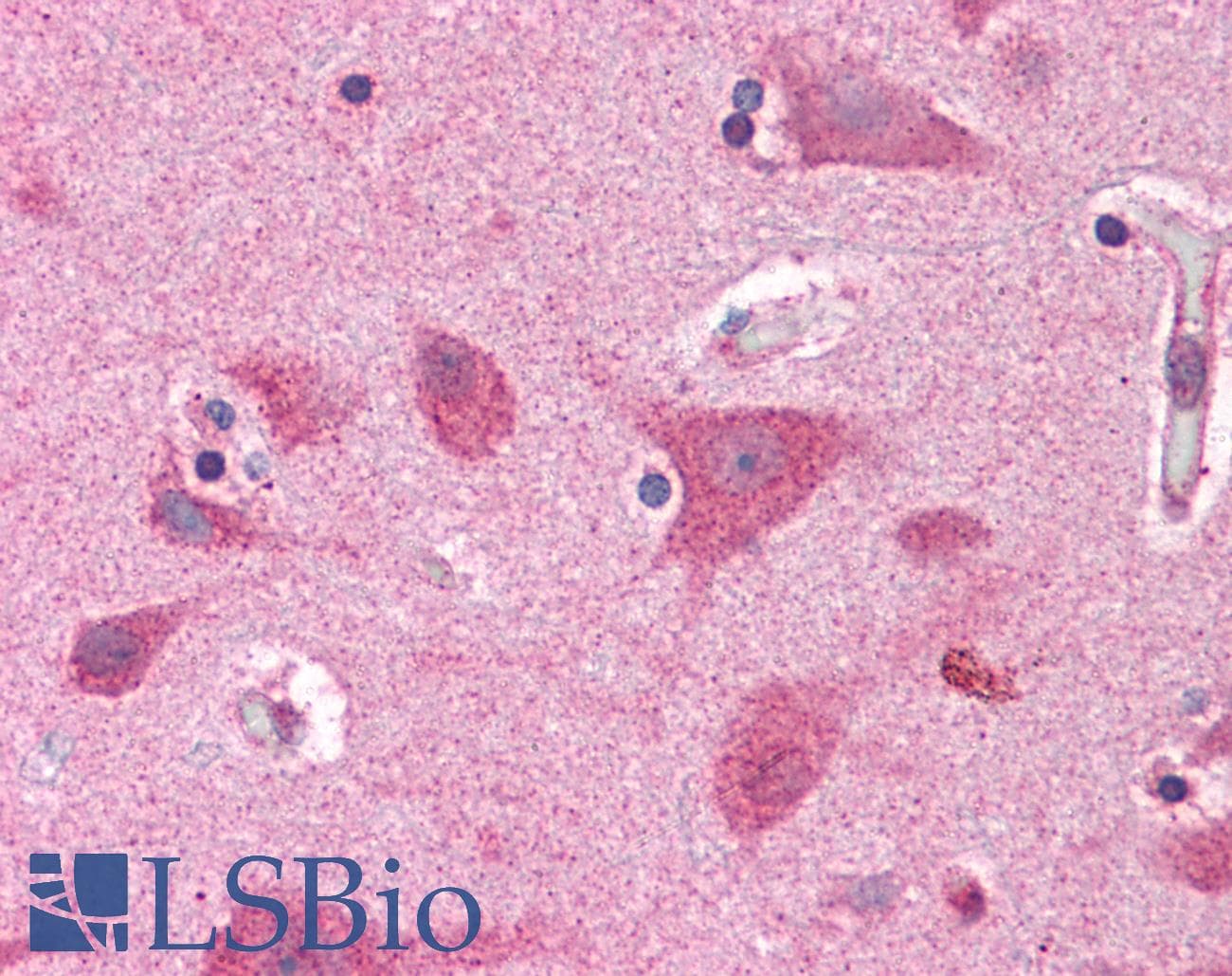 IHC-plus™ BRCC45 / BRE Antibody