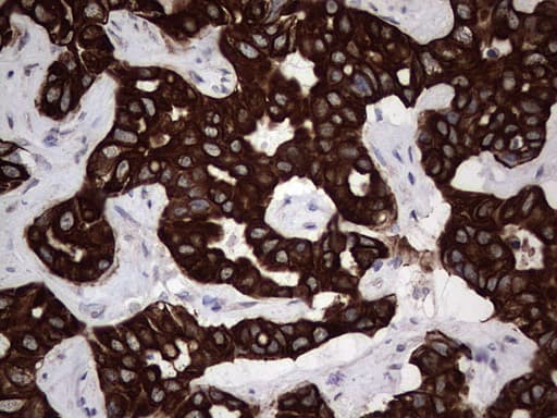 Monoclonal Mouse anti-Human CCL19 / MIP3-Beta Antibody (clone OTI2A12, aa22-98, IHC)