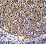 PSMB11 / BETA5T Antibody (aa250-278)