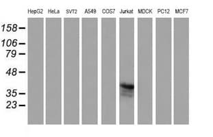 CD1C Antibody (clone 4C7, Carrier-free)