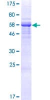 Human LCN12 Protein (Recombinant GST)