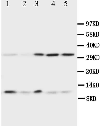 UBB / Ubiquitin B Antibody (aa29-45)