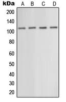 GRM5 / MGLUR5 Antibody (N-Terminus)