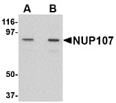 NUP107 Antibody