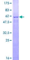 Human PEX10 Protein (Recombinant GST)