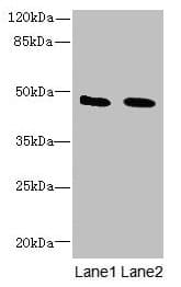 IGSF11 / VSIG3 Antibody