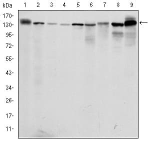 PKN2 Antibody (clone 1D1)