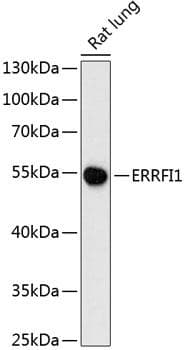 ERRFI1 / RALT Antibody