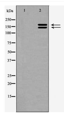 FOSB Antibody