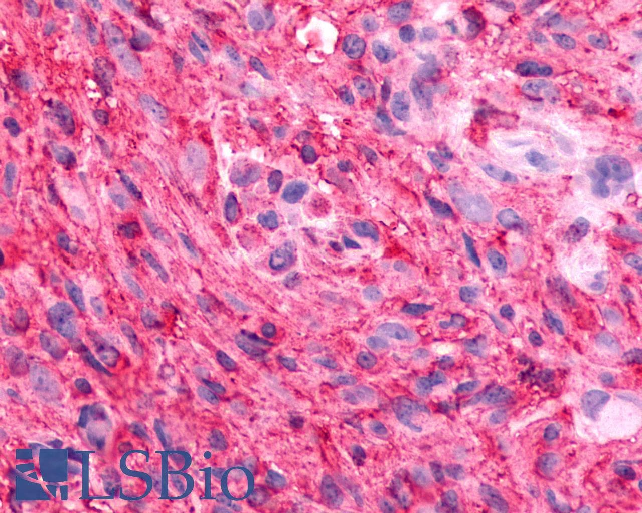 IHC-plus™ GPR88 Antibody (Cytoplasmic Domain)