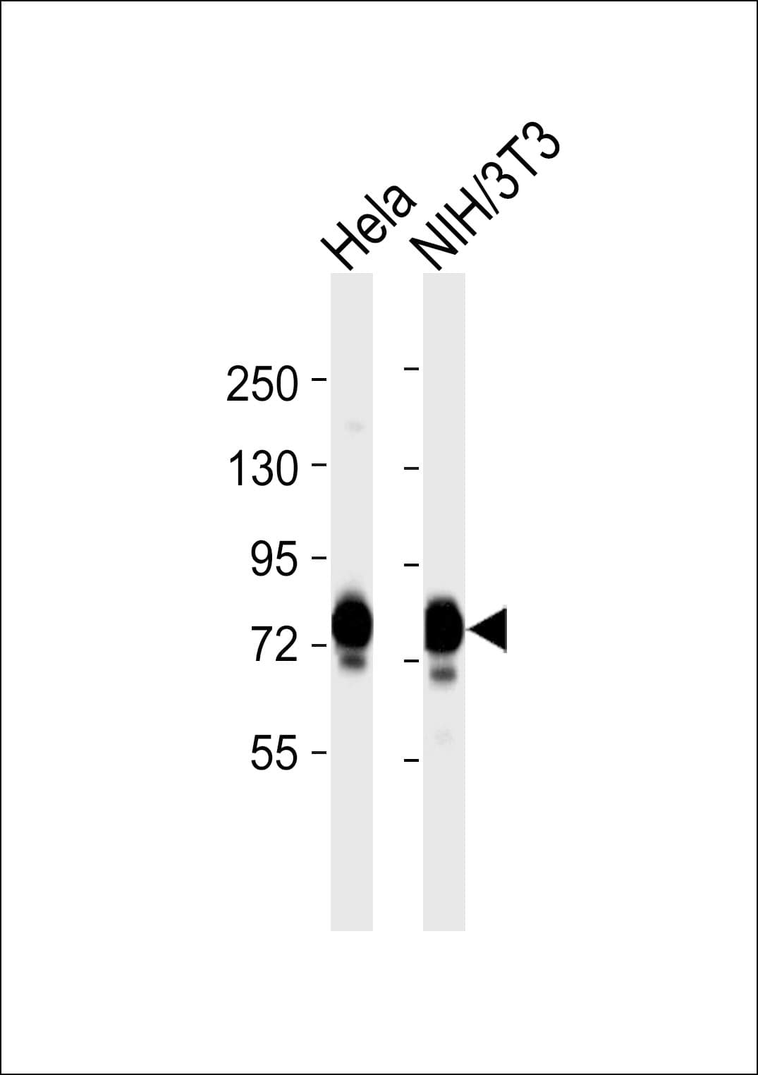 HSPA9 / Mortalin / GRP75 Antibody
