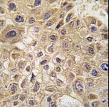 GP78 / AMFR Antibody (aa571-601)