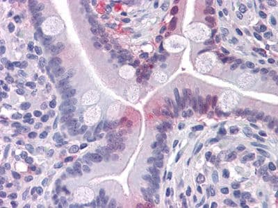 Monoclonal Mouse anti-Human I-FABP / FABP2 Antibody (clone 9A9B7B3, IHC, IF, WB)