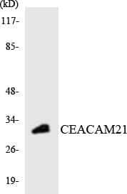 CEACAM21 Antibody (aa164-213)