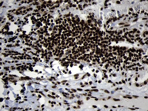 HOXC4 Antibody (clone OTI1F6, Carrier-free)