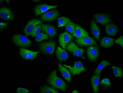 RND1 Antibody