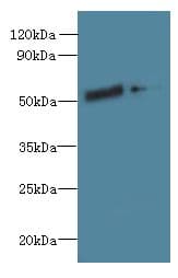 Polyclonal Rabbit anti-Human FAM124B Antibody (IHC, WB)