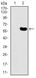 DKK3 Antibody (clone 8A5C6)