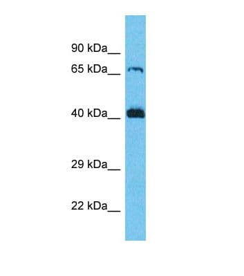 SERGEF Antibody (C-Terminus)