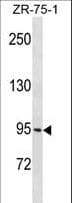 PCDHGB1 Antibody (aa773-799)