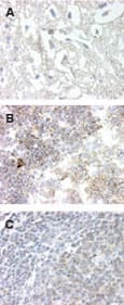 GPR83 Antibody (aa200-250)
