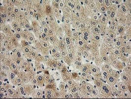 SNAP25 Antibody (clone OTI4G5)