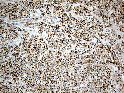 ACAD9 Antibody (clone OTI1D4, Carrier-free)