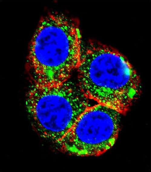 NR3C1/Glucocorticoid Receptor Antibody (aa713-742)