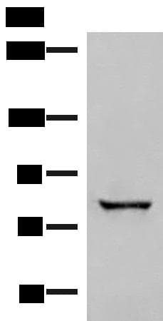 TTC12 Antibody