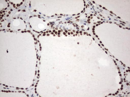 MLF1 Antibody (clone UMAB138, Carrier-free)