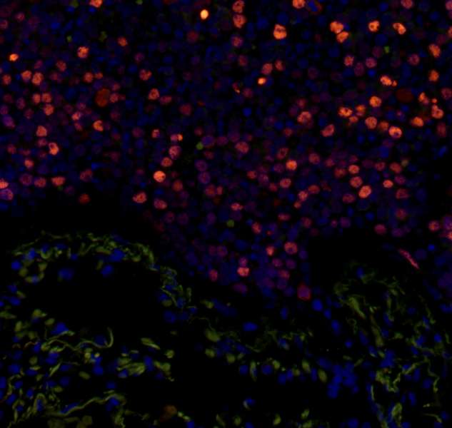 MCM2 Antibody (phospho-Ser108)