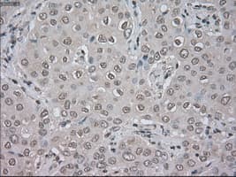 TSC501 / NAT8 Antibody (clone OTI6H3)