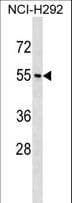 NPY1R Antibody (aa231-260)