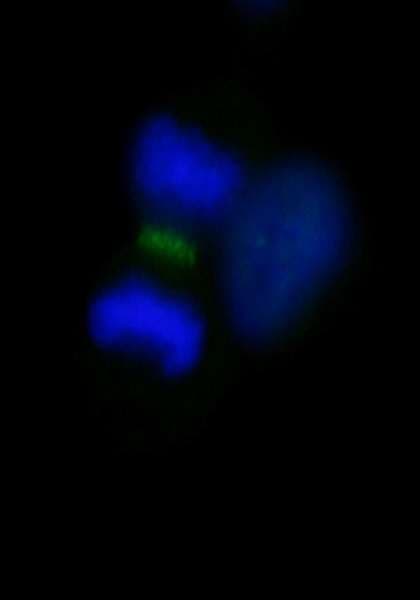 INCENP Antibody (aa325-400)