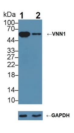 VNN1 Antibody (aa389-497)