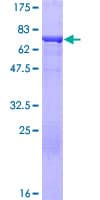 Human SNTA1 / Syntrophin Alpha 1 Protein (Recombinant GST)
