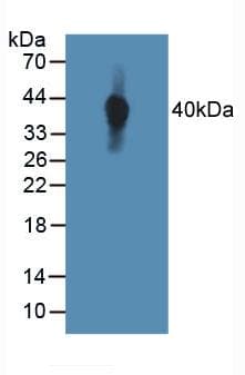 TIE1 / TIE Antibody (aa701-898, Biotin)