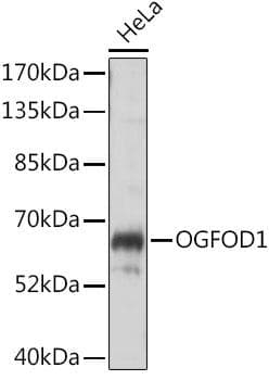 OGFOD1 Antibody