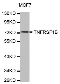 TNFRSF1B / TNFR2 Antibody