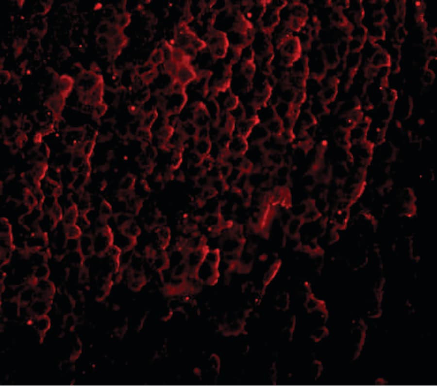 IHC-plus™ ORAI3 Antibody (clone 2H2G9)