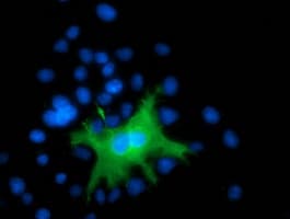 DEF8 Antibody (clone OTI4B6)