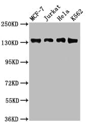 Polyclonal Rabbit anti-Human WAPAL / WAPL Antibody