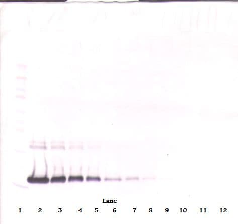 IL2 Antibody