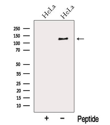 MYO1E / Myosin IE Antibody